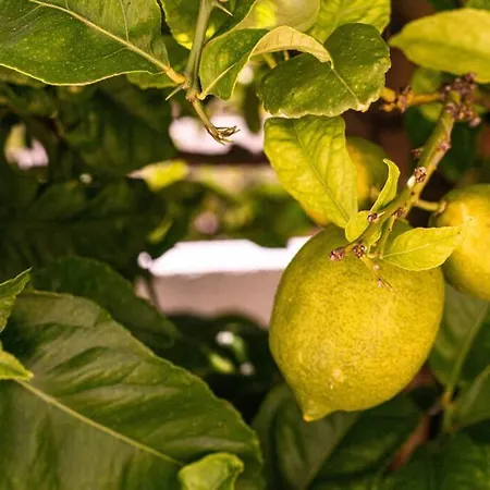 Lejlighed Lemon Tree *